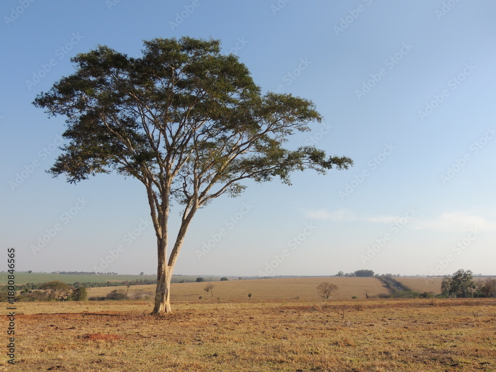 Obraz premium Lonely tree in the field - Brazil