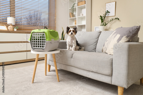 Cute Biewer Terrier dog wit...
