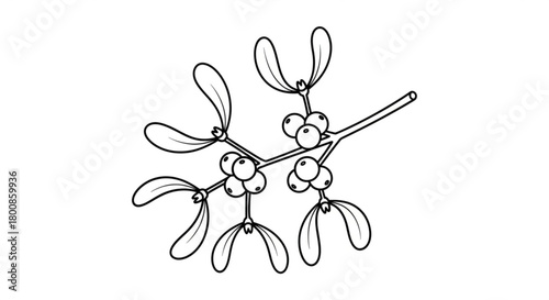Mistletoe branch with berries, isolated on, a symbol of christmas and holiday tradition, in black and white