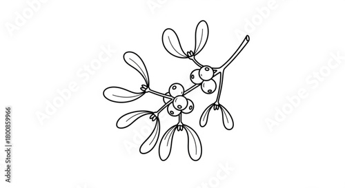 A delicate mistletoe branch with berries, isolated on, perfect for holiday cards, invitations, and festive designs with a touch of natural elegance