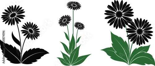Daisy flower silhouette and color vector set with leafy foliage for botanical nature illustration, garden decoration, and floral design elements
