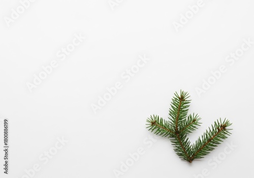 Minimalist Christmas Tree Branch on White Background, Winter Holiday Season Concept