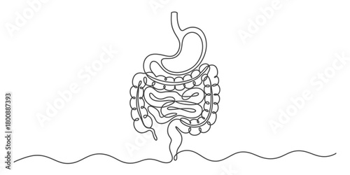 Continuous line drawing of the human digestive system, illustrating stomach, small and large intestines for medical concepts