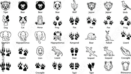 Animal faces, paw prints, wildlife chart, educational grid, zoo species, nature icons, kids learning, animal identification, colorful design