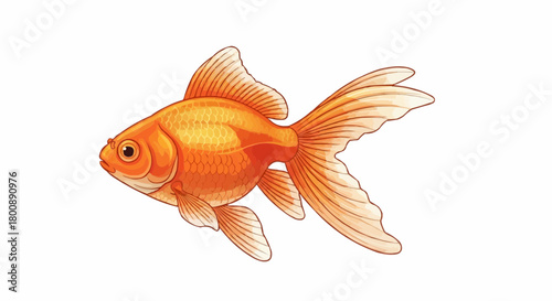 goldfish isolated on white