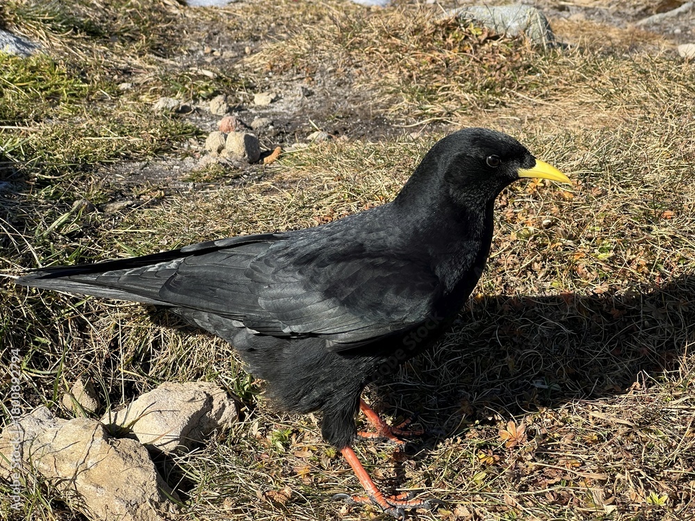 Obraz premium The Alpine chough (Pyrrhocorax graculus) Yellow-billed chough, Alpendohle, Il gracchio alpino, Le Chocard à bec jaune or Žutkoljuna galica