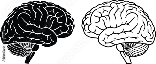 Brain Silhouette Human Head Shape with Inner Brain Structure Anatomy