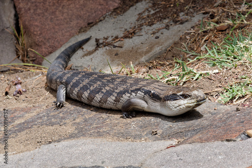 Eastern blue-tongued lizard (Tiliqua scincoides scincoides), or eastern blue-tongued skink enjoying the sunshine on a suburban garden path