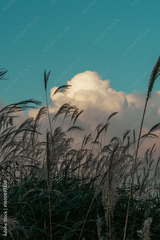 Obraz premium reeds and sky