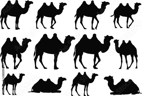 Bactrian camel silhouettes vector illustration, black animal shapes collection, desert wildlife artwork, nomadic transportation symbol design for travel, nature, and culture themes