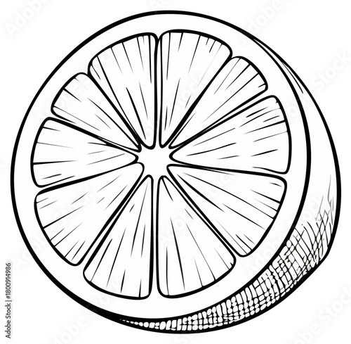 Engraved citrus slice detailed drawing graphic illustration for food packaging recipe books art print projects