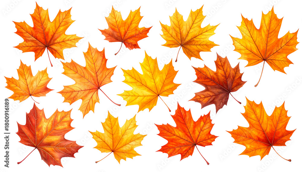 Fototapeta premium Assorted Fall Maple Leaves Set, isolated on transparent background