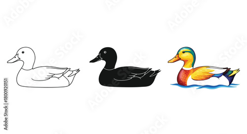 Illustration of a duck in different styles, showcasing birds features and colors in a simple and elegant design