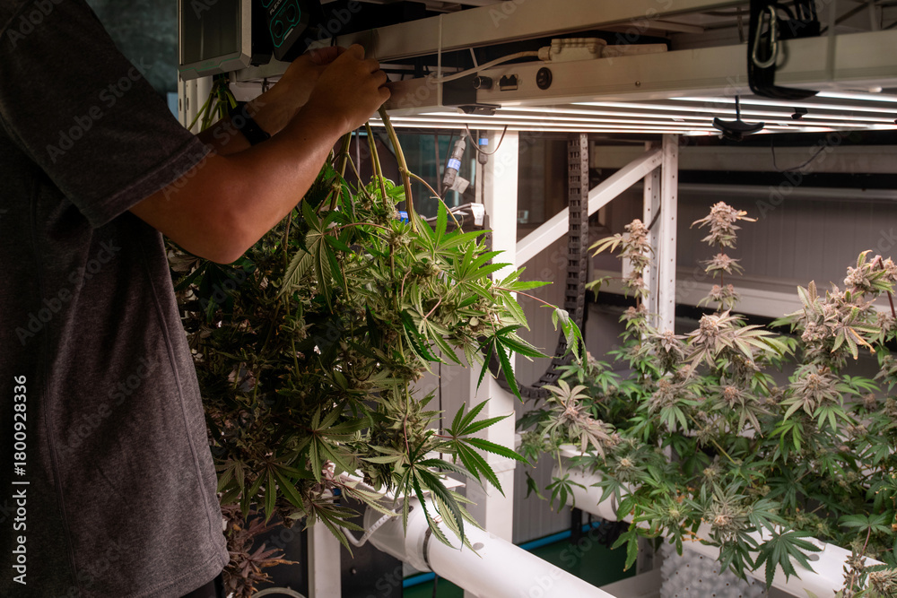 Naklejka premium Caretaker is hanging the cut cannabis plants to dry. Growing plants indoors using artificial light. Concept of marijuana cultivation for medical