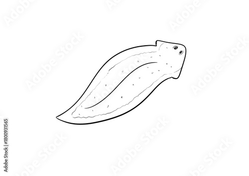 planaria digital illustration drawing isolated