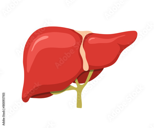 Human liver anatomy. Disease treatment icons for medical illustration and healthcare. Vector design.