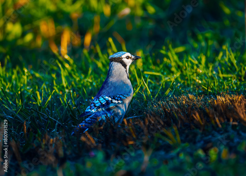 Blue Jay standing on the ground in natural green habitat