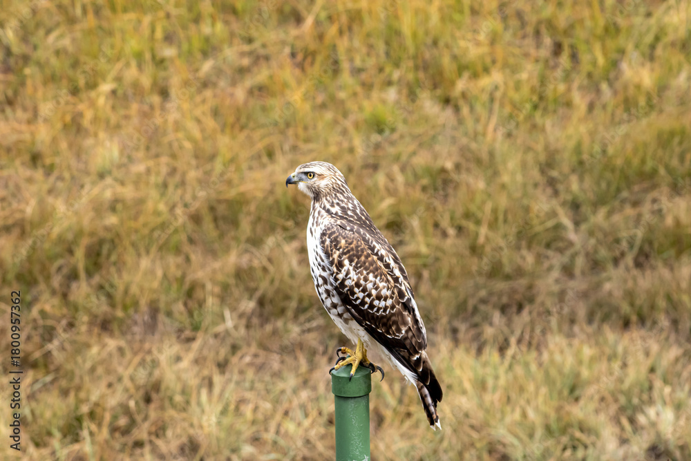Fototapeta premium Hawk Perched in Colorado Grassland