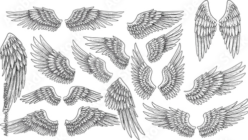 Detailed angel and bird wing set featuring hand-drawn feather designs for fantasy art, tattoo style, decorative elements, cad drawing flat vector illustration
