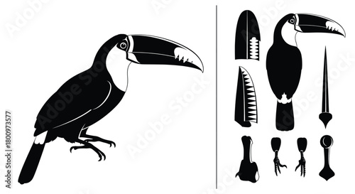 Black silhouette of a toucan bird and its separate body parts, isolated on