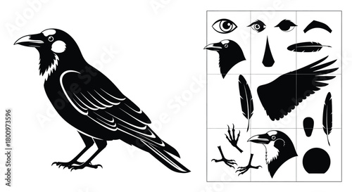 Black silhouette of a crow with a set of its parts for assembly, isolated on