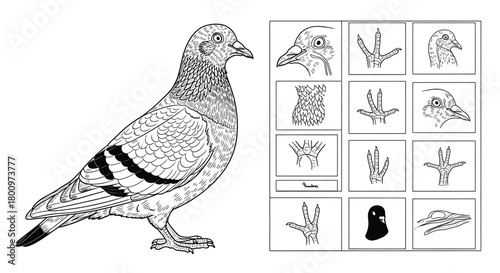 Drawing of a pigeon and a grid of its separate parts, isolated on