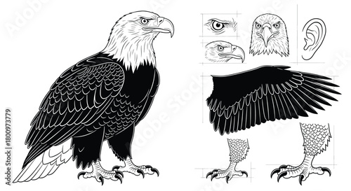 Detailed illustration of a bald eagle and its separate parts, isolated on