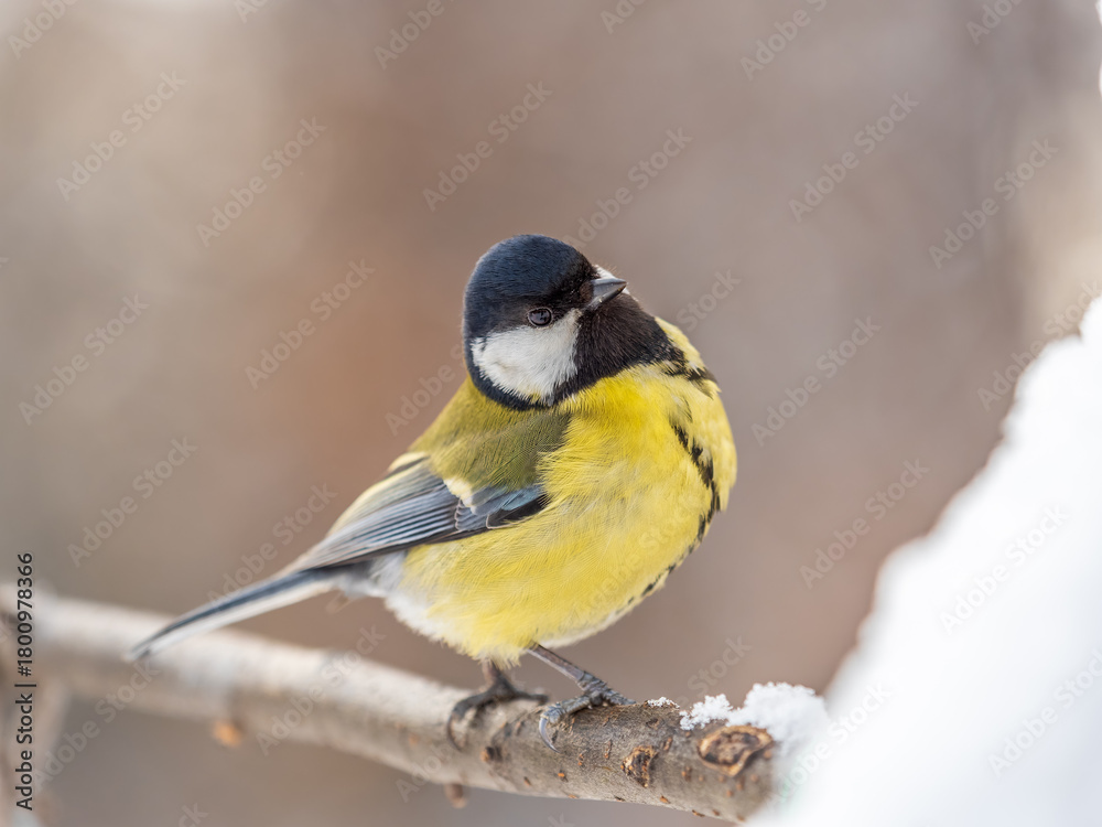Obraz premium Cute bird Great tit, songbird sitting on a branch without leaves in the autumn or winter.