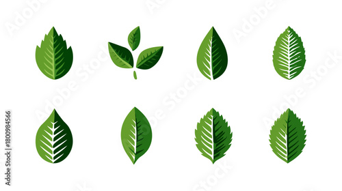 Set of diverse green leaf vector illustrations. Collection of fresh organic plant leaves, nature, ecology, eco-friendly design elements.