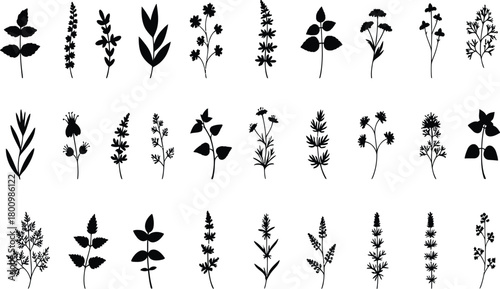 Set of botanical herb and flower silhouette vector graphics, wild floral plant leaves, vintage medicinal foliage nature clipart illustration collection.