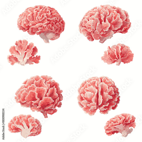 Detailed botanical style illustration of coral anatomy in soft pink tones, featuring natural textures and organic forms. Suitable for scientific themes, nature art, and educational design.