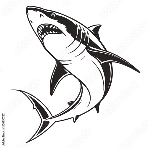 shark vector illustration