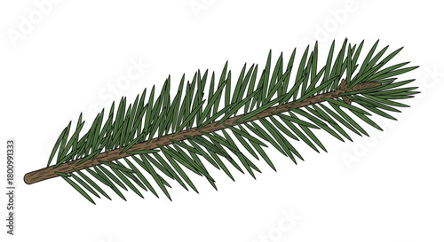 A vibrant green spruce tree branch, detailed with individual needles and a small bud, depicted on a clean white background.