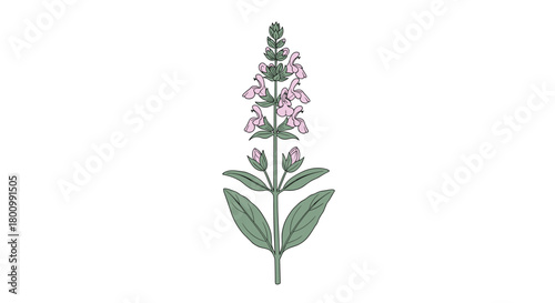 A delicate botanical illustration depicting a flowering sage plant with vibrant pink blossoms and lush green foliage, isolated on white.