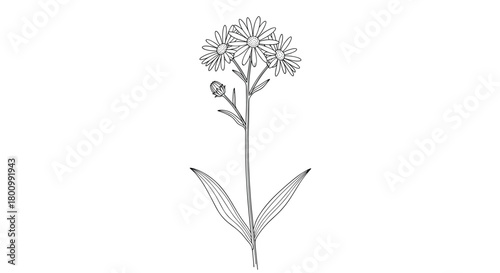 A black and white botanical line art illustration of a wild daisy-like flower with multiple blooms and a bud, featuring long slender leaves.