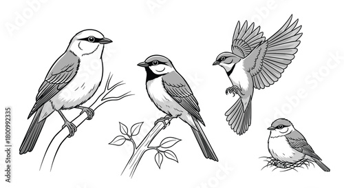 Diverse monochrome illustrations of small birds, showcasing various poses like perching, taking flight, and nesting on branches and in a nest.