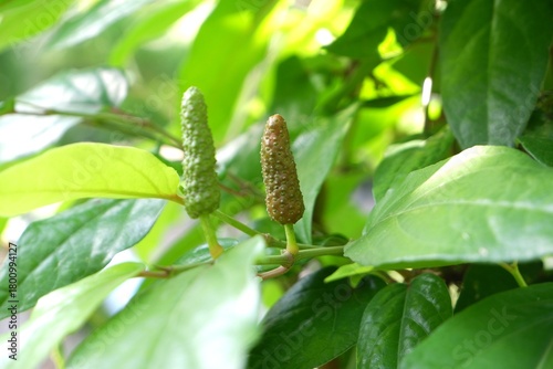 Long peppers that are about to ripen