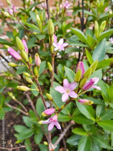 Newly emerged Nerium oleander shoots in spring on a pruned plant