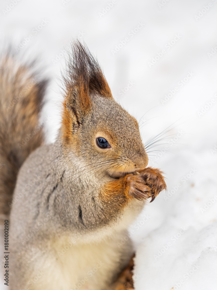 Fototapeta premium The squirrel in winter sits on white snow.