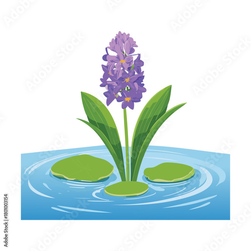 Elegant Pontederia Crassipes Water Hyacinth Flowering Plants on a Pond
