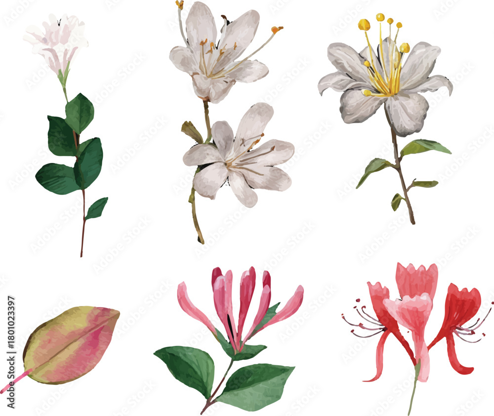 Obraz premium set of pink and white flowers
