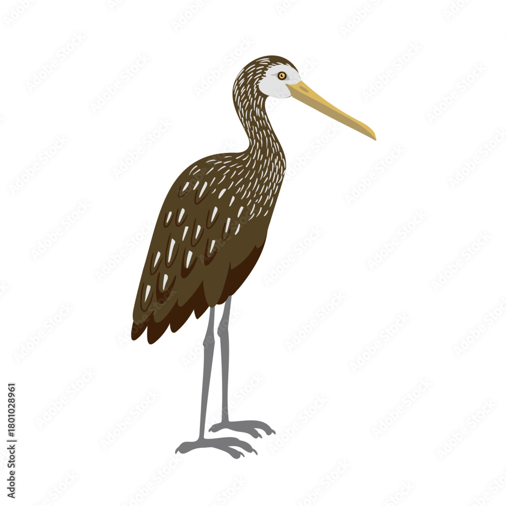 Fototapeta premium vector drawing bird,limpkin , hand drawn Aramus guarauna, isolated nature design elements