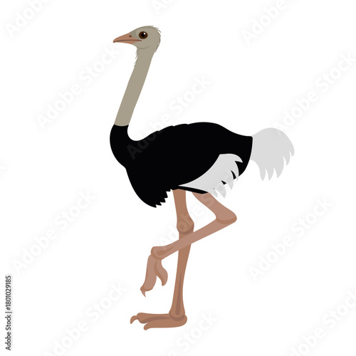 vector drawing bird, common ostrich , hand drawn Struthio camelus, isolated nature design elements