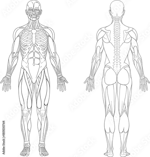 Detailed Human Muscular and Skeletal Systems Line Art Diagram Showing Anterior and Posterior Views Vector.