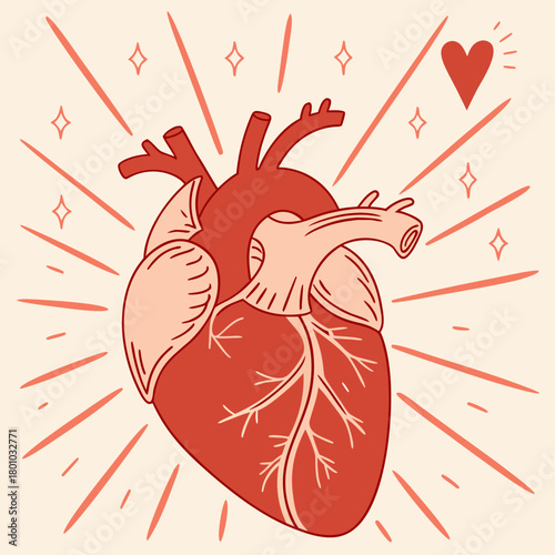 Anatomical heart with rays and a heart symbol isolated on