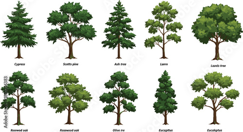 Collection of various green trees including cypress, oak, pine, ash, eucalyptus, cartoon forest plants, nature ecology illustration design