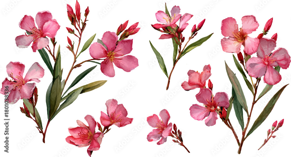 Obraz premium pink magnolia flowers isolated