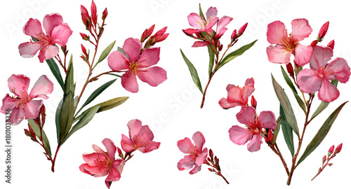 pink magnolia flowers isolated