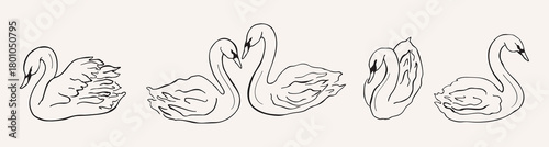 Line art swans drawing. Hand drawn doodle illustration