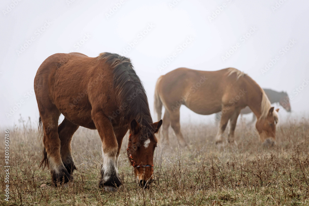 Fototapeta premium Icelandic horses in fog